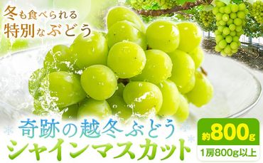 奇跡の越冬ぶどう シャインマスカット 1房 (800g以上) 五果苑《2024年11月上旬-2025年4月中旬頃出荷》越冬ぶどう フルーツ 果物 岡山県 浅口市 送料無料【配送不可地域あり】---124_c710_11j4c_24_24500_1---