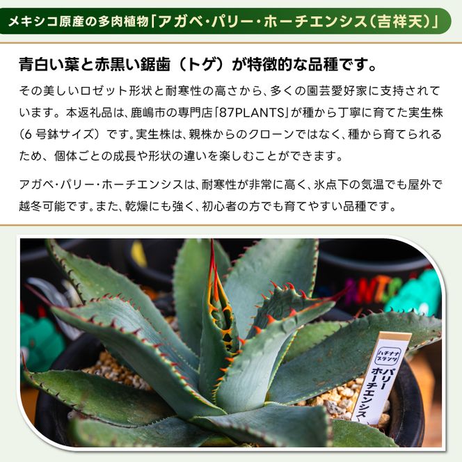 鹿嶋市産 実生アガベ・パリー ホーチエンシス（吉祥天）6号鉢【アガベ パリー ホーチエンシス 多肉植物 鉢 茨城県 鹿嶋市 】（KCP-17-b）
