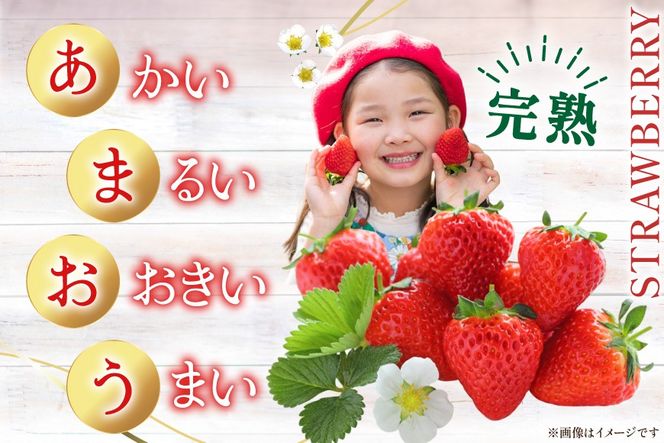 【期間限定発送】 いちご 春の苺 あまおう 4パック [南国フルーツ 福岡県 筑紫野市 21760096] いちご 苺 イチゴ フルーツ 果物 期間限定 季節限定 福岡県産 甘い 