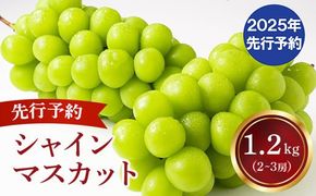 【2025年発送分 先行予約】 シャインマスカット 2～3房（約1.2kg） 8月中旬以降発送予定 フルーツ 山梨 シャイン マスカット くだもの 大粒 人気 厳選 ブドウ ぶどう 葡萄  富士川町 先行予約（C4101）