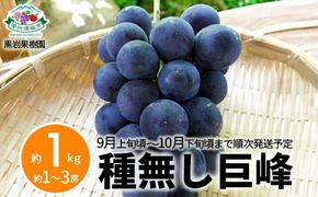 種無し巨峰 約1kg (約1～3房)《黒岩果樹園》■2025年発送■※9月上旬頃～10月下旬頃まで順次発送予定