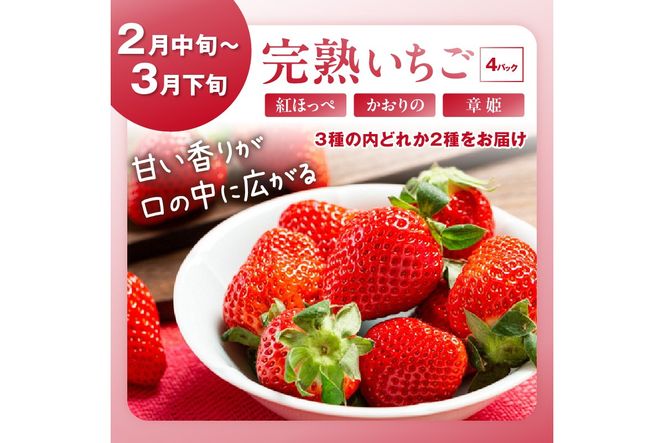 【先行予約／フルーツ定期便6回】旬の果物厳選！京丹後フルーツ王国満足セット（完熟イチゴ・小玉スイカ・桃・メロン・完熟ブドウ＆シャインマスカット食べ比べ・二十世紀梨）（2026年2月中旬～発送）　YK00518