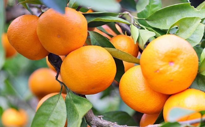 有田の旬の食べごろみかん約10kg（サイズ混合）（秀・優品混合）★2026年11月下旬頃より順次発送 BZ142