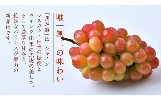 【 訳あり 】 我が道 3kg 【2026年9月発送開始】(茨城県共通返礼品：大子町) シャインマスカット ウインク 葡萄 ブドウ ぶどう 果物 フルーツ 希少 新品種　 わけあり ワケあり ご自宅用 ご家庭用 自分用