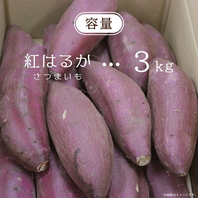 【2026年9月より順次発送】農産物直売所「やさいの声」さつまいも　紅はるか　新芋　洗い　約3kg|さつまいも サツマイモ 紅はるか 洗い 行方市 ふるさと納税(EK-8)