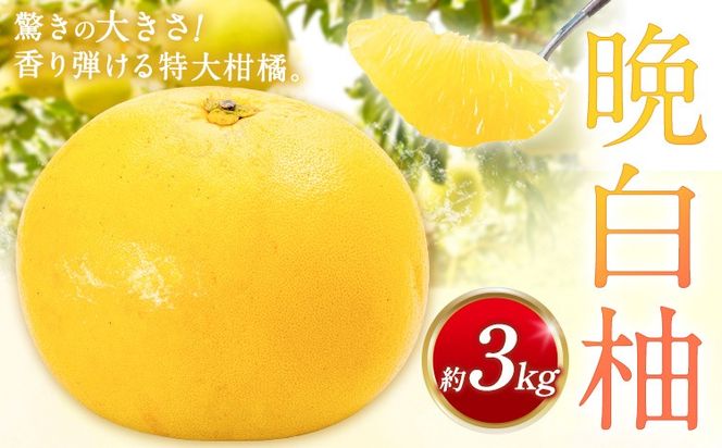 先行予約 晩白柚 約3kg 株式会社エフビーネット《12月上旬-1月下旬頃出荷》熊本県 氷川町 果物 フルーツ 熊本県産 ジューシー ばんぺいゆ バンペイユ---hkw_efn_5_3kg---