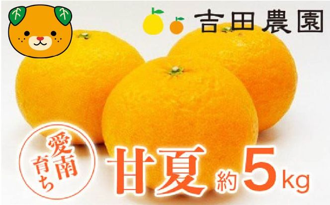 数量限定 先行予約 甘夏 5kg 7000円 みかん あまなつ 夏みかん グレープフルーツ だいだい 産地直送 国産 農家直送 糖度 果樹園 期間限定 特産品 ゼリー マーマレード ピール ジュース デザート 人気 甘い おいしい フルーツ 果物 柑橘 蜜柑 愛南町 愛媛県 吉田農園