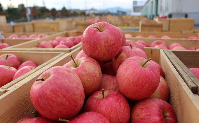 【 9月・10月発送 】 贈答用 早生ふじ 約 3kg 【 青森県鶴田町産 りんご 青森りんご 】果物類 フルーツ 林檎 リンゴ 鶴田町 青森県 おやつ デザート