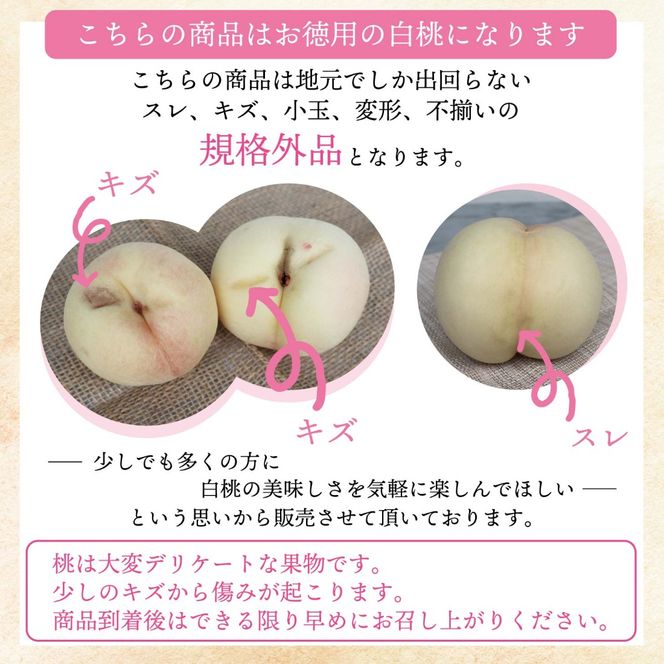 岡山白桃 ご自宅用お試しサイズ 1.4kg前後 momo51 / 自宅用 家庭用 お試し 【配送不可地域：北海道／沖縄県／離島】 【jujy086-01】