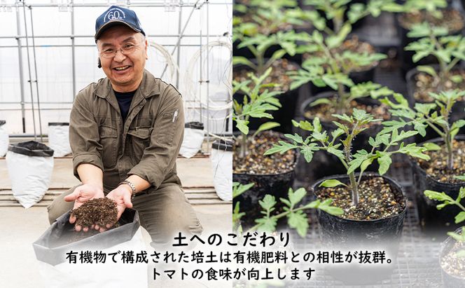 【大容量！2026年夏発送】ふらの ミニトマト 食べ比べ 各3kg×2種 計6kg（品種：ほれまる＆ラブリーさくら）北海道 富良野市 野菜 新鮮 直送 トマト 道産 ふらの 送料無料 数量限定 先着順