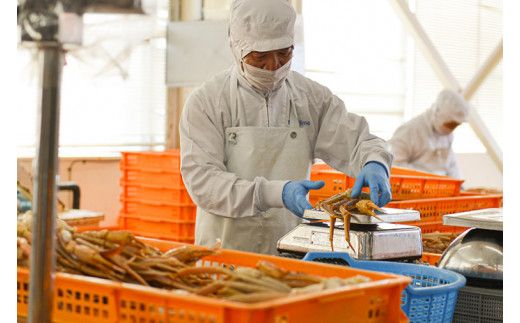 ボイル 本ずわいがに 爪 1kg (500g × 2) カジマ ずわい蟹 ズワイガニ ずわいがに かに カニ 蟹 かに爪 カニ爪