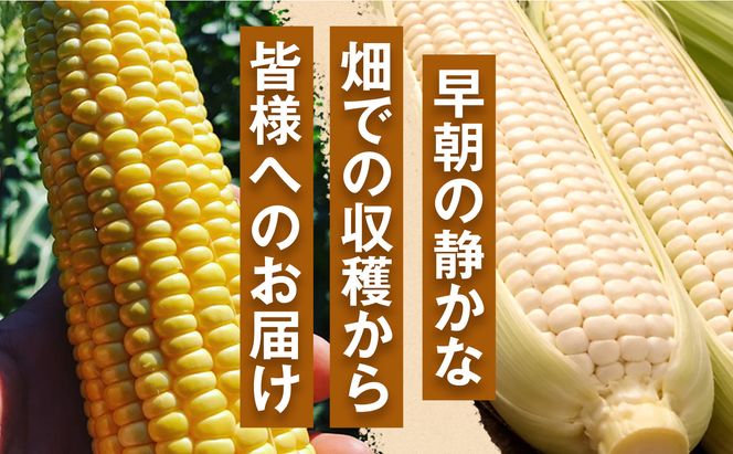 ［食卓を彩る希少な季節野菜］潮風ベイビー 2kg ヤングコーン ゴールド ベビーコーン グリル 付け合わせ野菜 BBQ 焼き野菜 和歌山県 白浜町 304018_ET10