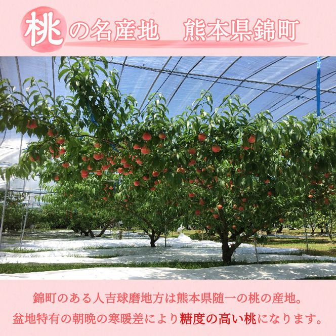 桃 白桃 先行予約 錦の桃 2kg 約5玉～9玉 もも モモ フルーツ 果物 デザート 2026年発送 鎌木果樹園 配送不可:離島 