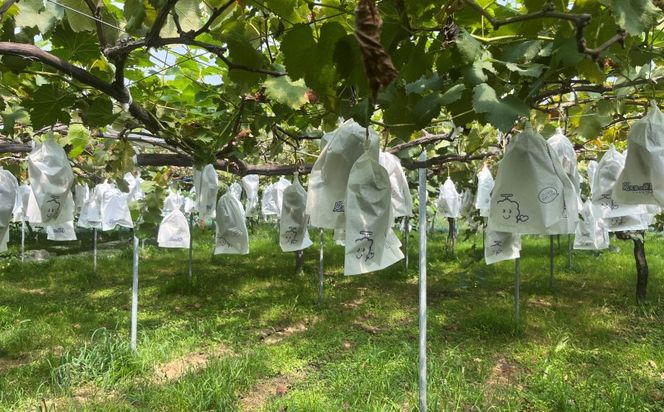 2026年先行予約 葡萄 ピオーネ 1～3房 約1kg 数量限定 ゆう美果樹園 ※配送不可：離島