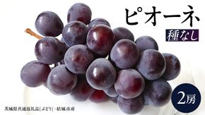 ピオーネ 2房 【2026年8月より発送開始】（茨城県共通返礼品 [ぶどう]：結城市産）田舎の頑固おやじが厳選！ ぶどう ブドウ 葡萄 大粒 ギフト 甘い 美味しい フルーツ [BI267-NT]