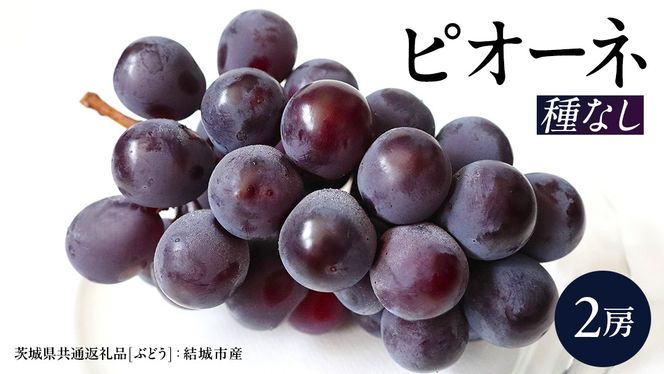 ピオーネ 2房 【2026年8月より発送開始】（茨城県共通返礼品 [ぶどう]：結城市産）田舎の頑固おやじが厳選！ ぶどう ブドウ 葡萄 大粒 ギフト 甘い 美味しい フルーツ [BI267-NT]
