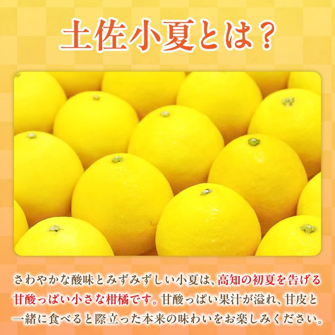 【先行予約】＜白木果樹園＞ 土佐小夏 訳ありご家庭用 約5kg〈2027年5月下旬～6月下旬頃発送〉  / 5キロ こなつ 柑橘 かんきつ 柑橘類 フルーツ 日向夏 ニューサマーオレンジ 西内小夏 果物 くだもの【白木果樹園】 [BQAI034]
