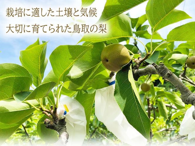 1682 王秋梨 訳あり 5キロ 鳥取県産（フォーシーズン）