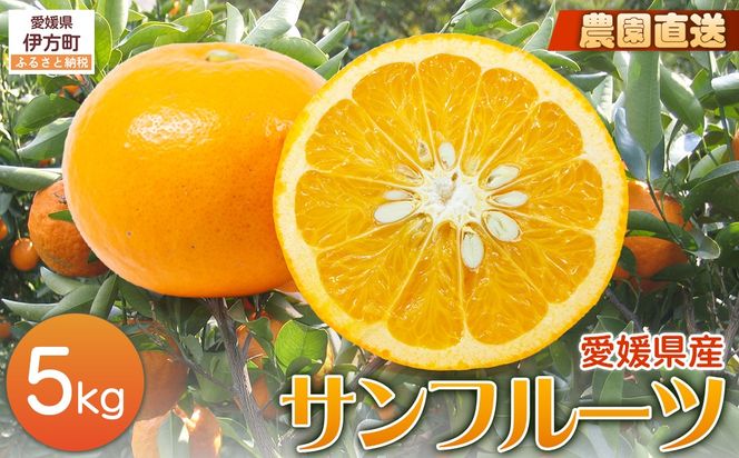 【栽培期間中農薬不使用】【先行受付】【数量限定】農園直送！愛媛県産サンフルーツ 5kg （2026年4月上旬頃より順次発送） IKTG011