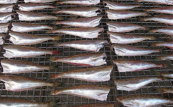 ハタハタ（小）干物 一夜干し 無頭 250g×4袋 魚貝類 