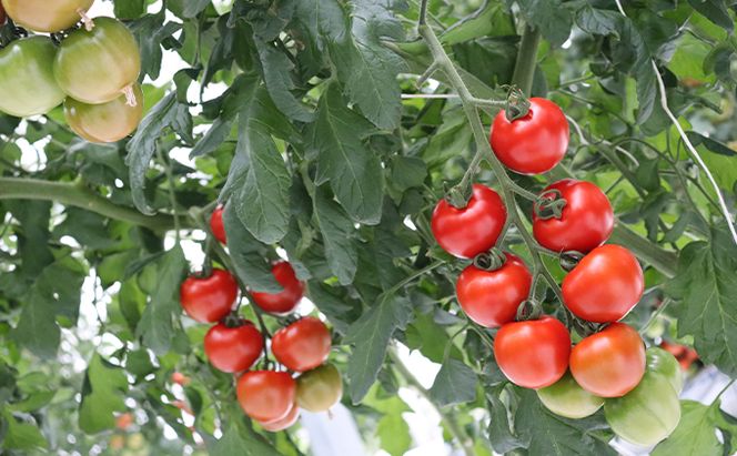 細野ファームの中玉トマト　フルティカ（1.5kg） 野菜 とまと 