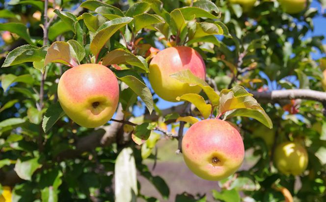 【2026年10月～発送】ぐんま名月 約5kg りんご リンゴ 林檎 果物 フルーツ 長野県 長野 山ノ内町