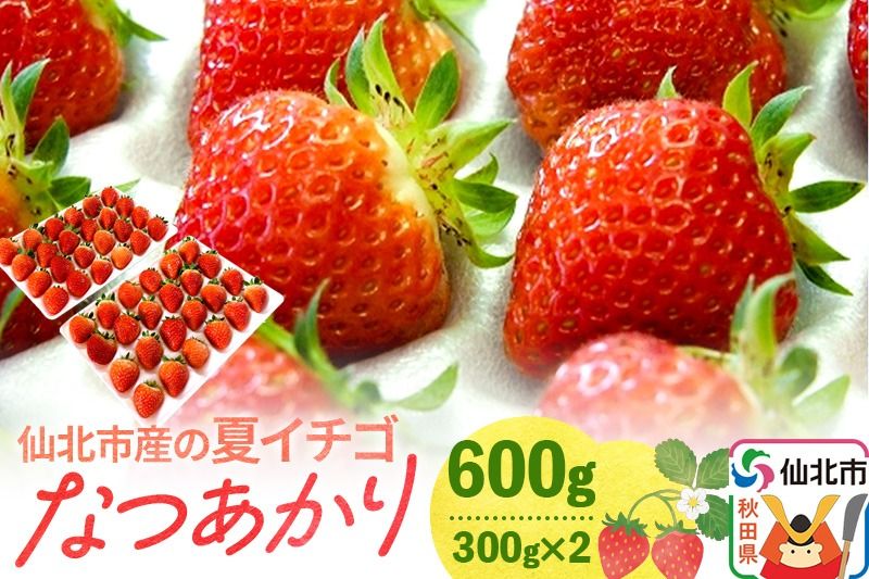 [7月〜11月発送]仙北市産の夏イチゴ なつあかり 600g(300g×2)|02_sfm-010201