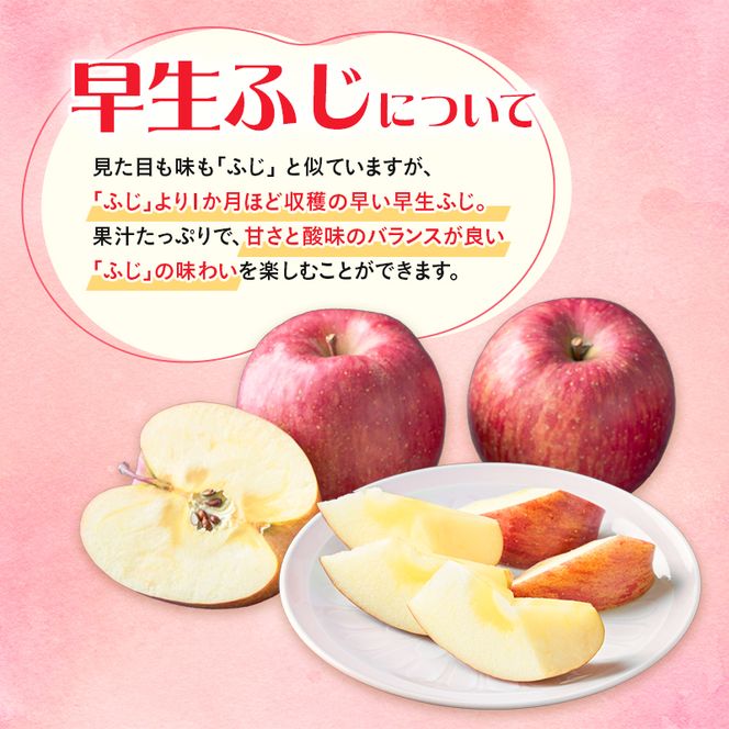 【クール便でお届け】りんご 青森 サン早生ふじ (弘前ふじ) 約5kg (12～18玉)  サイキチ農園 青森県 鰺ヶ沢町産 ふじ 早生ふじ サンふじ フルーツ 果物 贈答用 贈答 ギフト 白神山地 果物類