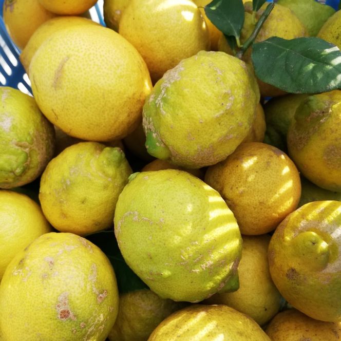 豊島レモン果汁 720ml×2本 果物類 柑橘類 檸檬