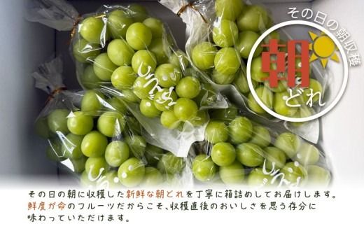 【ふるプレ限定品】【2027年先行予約】シャインマスカット 2~3房　（約1.5kg）