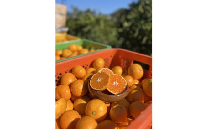 有田みかん L 5kg 贈答用 乳酸菌栽培  	CX029