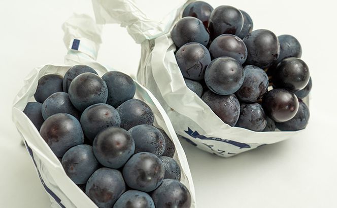 ぶどう 2026年 先行予約 ニュー ピオーネ 2房（合計約1.1kg）化粧箱入り ブドウ 葡萄  岡山県産 国産 フルーツ 果物 ギフト  