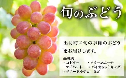 ぶどう 3種詰合せ 旬のぶどうの宝石箱 約1.5kg 3房 ［おぶせファーマーズ］ 果物 フルーツ くだもの ぶどう 葡萄 ブドウ クール便 冷蔵便 令和7年産 【2025年9月中旬～10月下旬発送】 ［F-546］