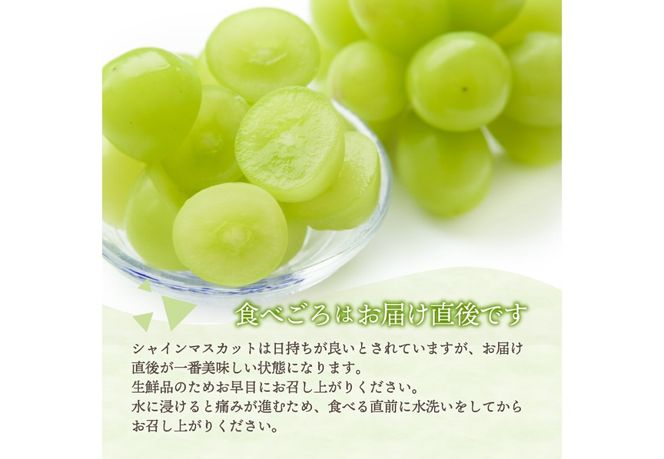 【2026年先行予約】山梨県産 シャインマスカット約1㎏（2～3房）  シャインマスカット ぶどう シャイン 山梨県産 フルーツ 果物 産地直送 数量限定 山梨 富士吉田 フルーツ 富士吉田市
