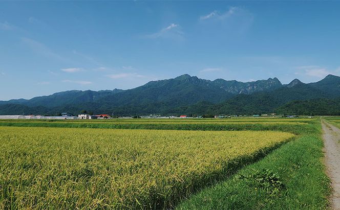 【令和8年度】北海道 富良野産 ゆめぴりか 減農薬 5kg 米 (山本農園) お米 ご飯 ごはん 白米 定期 送料無料 北海道 富良野市 道産 直送 ふらの