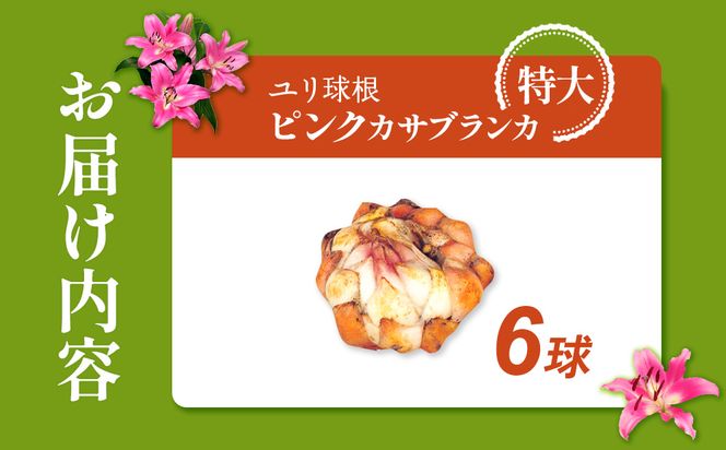 【期間限定】ユリ球根　特大球ピンクカサブランカ6球　桃花品種 花 フラワー 園芸 ガーデニング 植物 高品質 送料無料