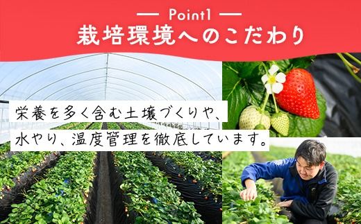 いちご（とちあいか） 290g×8パック 2.32kg以上｜先行予約 数量限定 栃木県 果物 くだもの フルーツ 苺 イチゴ ※2025年11月下旬～2026年3月下旬頃に順次発送予定