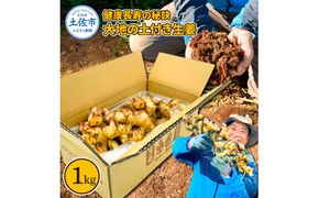 健康長寿の秘訣 大地の土付き生姜1kg 〈2026年11月中旬～2027年7月下旬発送〉国産 生ショウガ しょうが ショウガ ジンジャー ジンジャーエール ショウガシロップ 生姜焼き 薬味 野菜 料理 健康 生姜湯 新鮮 高知県 土佐市【やの一果彩】[BQAC039]