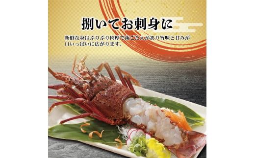 4月直送便 土佐獲れ 活伊勢海老 約700g（２尾～４尾）