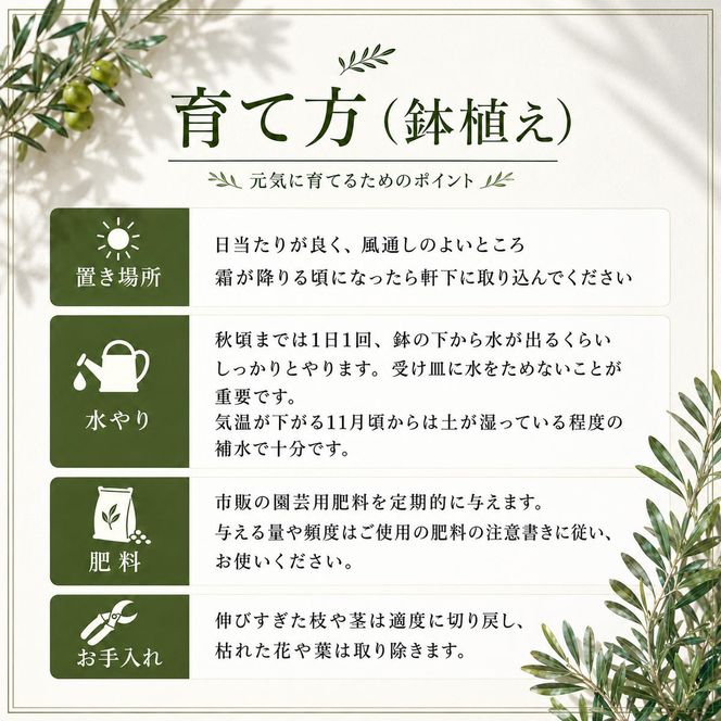 【 小豆島 】小豆島のオリーブ苗木　2本セット　（特大） 地域のお礼の品 