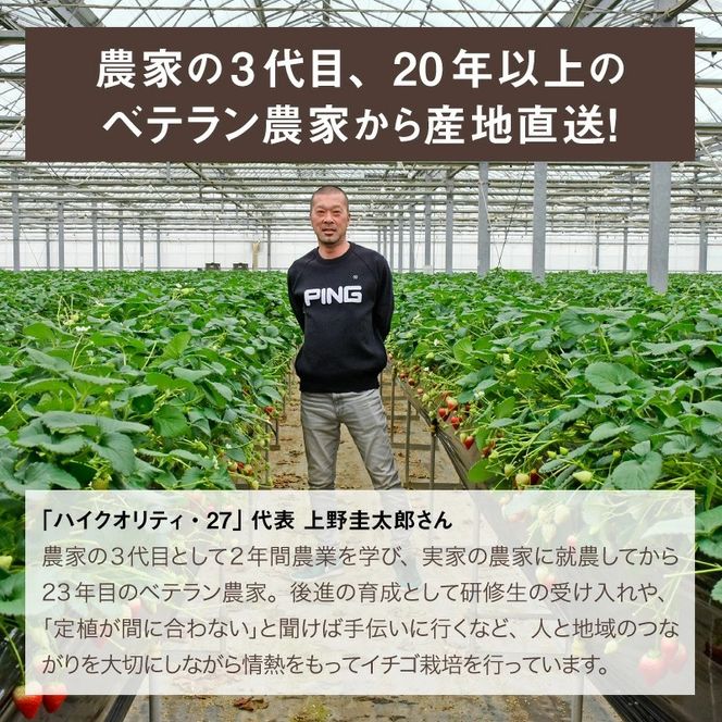 いちご とちあいか 18粒入【栃木県共通返礼品】 | いちご イチゴ 苺 とちあいか 生いちご 高級いちご 季節の果物 栃木県産 国産 農家直送 ギフト プレゼント お祝い お返し いちごギフト ※2026年12月～発送