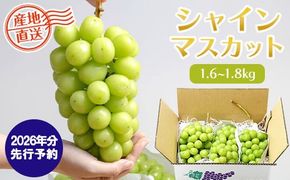 【2026年発送分 先行予約】シャインマスカット（1.6-1.8kg）　シャイン マスカット シャインマスカット ぶどう 葡萄 ブドウ 果物 くだもの フルーツ 大粒 産地直送 先行予約 先行受付 山梨 やまなし有機肥料 山梨県産 富士川町