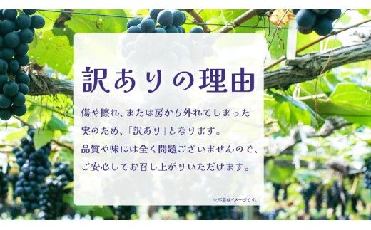 【 訳あり 】 巨峰 2kg 【2026年10月上旬発送開始】(茨城県共通返礼品：大子町) ぶどう 葡萄 ブドウ フルーツ 果物 スイーツ わけあり ワケあり ご自宅用 ご家庭用 自分用
