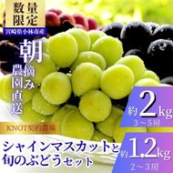 完熟たわわシャインマスカットと旬ぶどうセット2kg（3～5房）（フルーツ ぶどう シャインマスカット 贈答用 産地直送 契約農場 おすすめ ふるさと 宮崎)