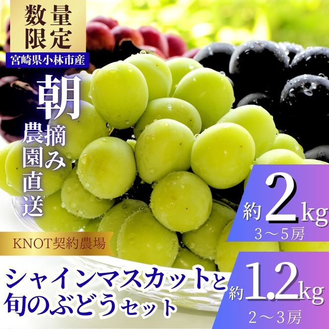完熟たわわシャインマスカットと旬ぶどうセット2kg（3～5房