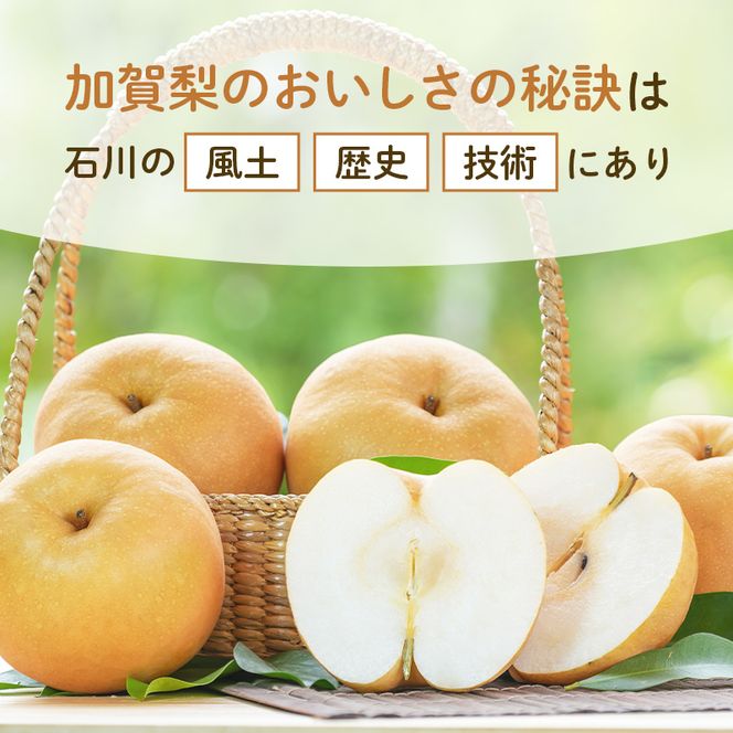 【2026年先行予約】【訳あり】梨 福袋 5kg