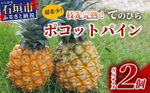 《2026年4月～7月順次発送》【先行受付】希少！濃厚！「枝先完熟・てのひらポコットパイン」【 沖縄 石垣市 石垣島 希少 完熟 パイナップル パイン ポコットパイン ポコット てのひらパイン 離島のいいもの 沖縄いいもの石垣島 】OI-3