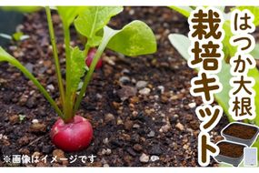 はつか大根栽培キット 甘日大根 二十日大根 家庭菜園 庭 ベランダ 手軽 栽培野菜 大分県 佐伯市【HD237】【さいき本舗 城下堂】