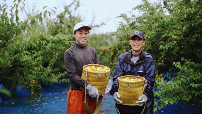 最高級紀州南高梅・大粒桃風味梅干し1.4kg【ご家庭用】 / 梅干 梅干し 梅 南高梅 人気 大粒【inm600C】