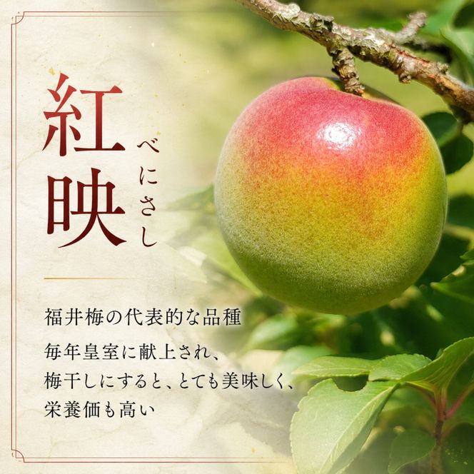【ふるさと納税】梅干し 昔ながら 一級品 選べる容量 300g〜1.5kg 無添加 無着色 しそ漬け すっぱい 紅映梅 福井梅 うめぼし 梅 ご飯のお供 おにぎり 福井県産 福井県　若狭町